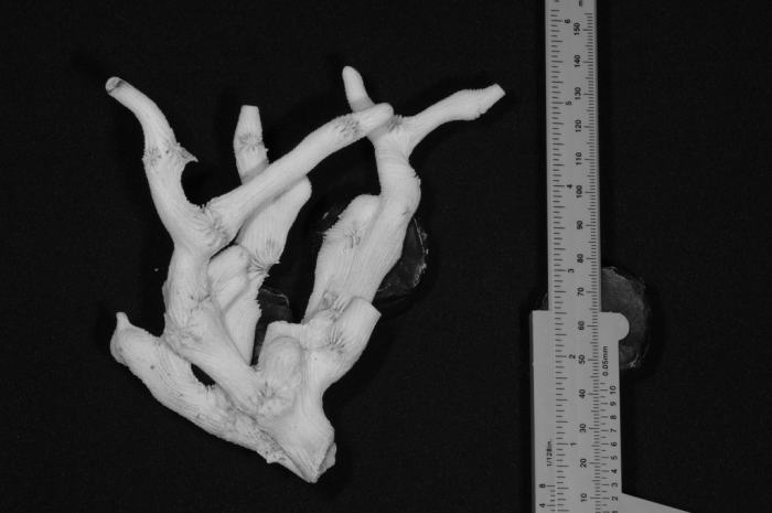 holotype of Parapectinia teres Nemenzo & Montecillo holotype of Parapectinia teres Nemenzo & Montecillo