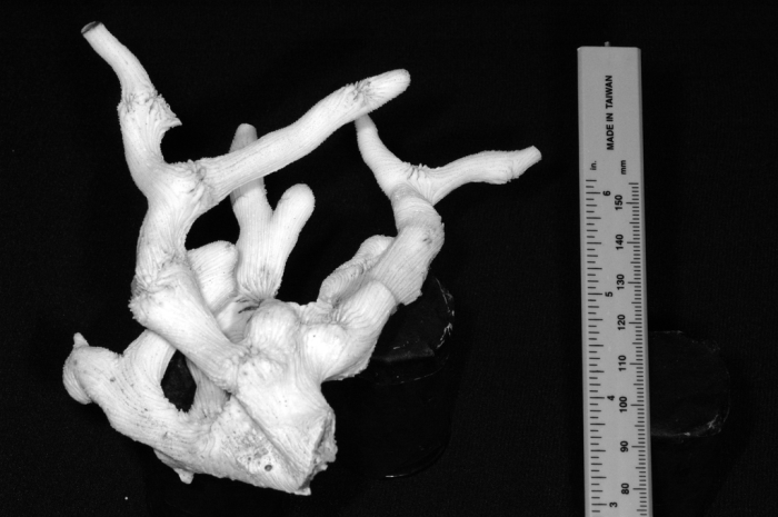 holotype of Parapectinia teres Nemenzo & Montecillo holotype of Parapectinia teres Nemenzo & Montecillo