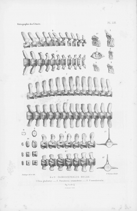 Van Beneden & Gervais (1880, pl. 53) Van Beneden & Gervais (1880, pl. 53)