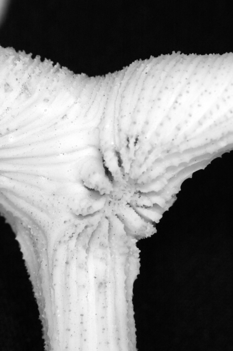 holotype of Parapectinia teres Nemenzo & Montecillo holotype of Parapectinia teres Nemenzo & Montecillo