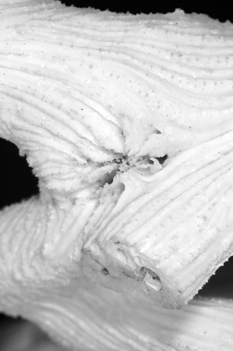 holotype of Parapectinia teres Nemenzo & Montecillo holotype of Parapectinia teres Nemenzo & Montecillo