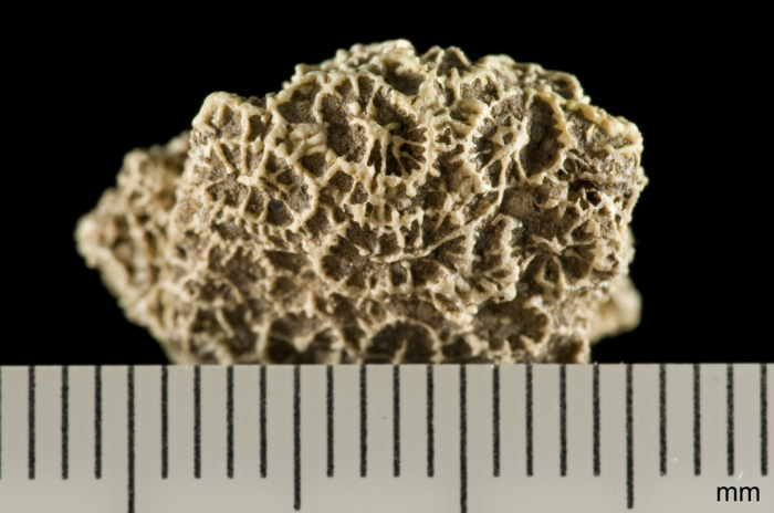 holotype of Barbadiastrea favioides Wells holotype of Barbadiastrea favioides Wells