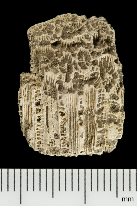 holotype of Barbadiastrea favioides Wells holotype of Barbadiastrea favioides Wells