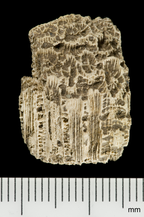 holotype of Barbadiastrea favioides Wells