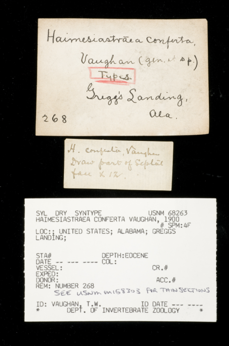 syntype of Haimesastraea conferta Vaughan