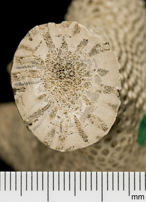 syntype of Haimesastraea conferta Vaughan syntype of Haimesastraea conferta Vaughan