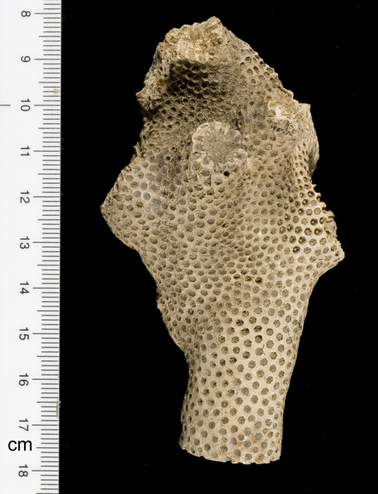 syntype of Haimesastraea conferta Vaughan syntype of Haimesastraea conferta Vaughan