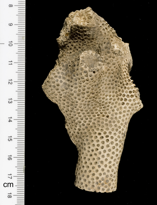 syntype of Haimesastraea conferta Vaughan