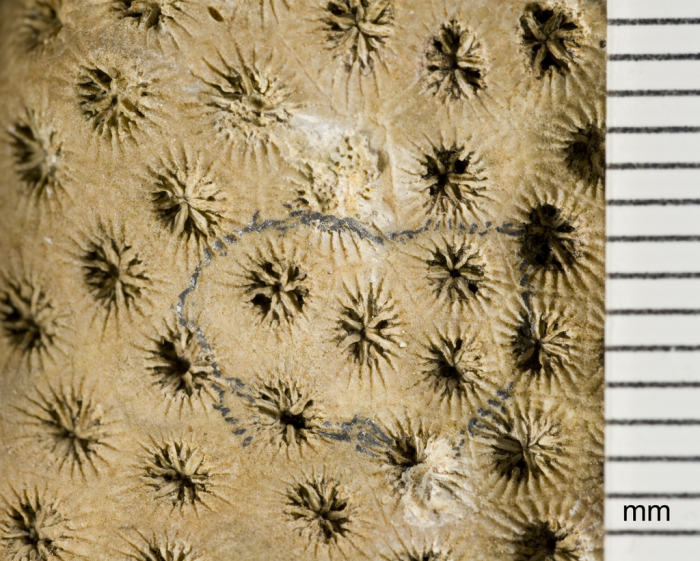syntype of Haimesastraea conferta Vaughan syntype of Haimesastraea conferta Vaughan
