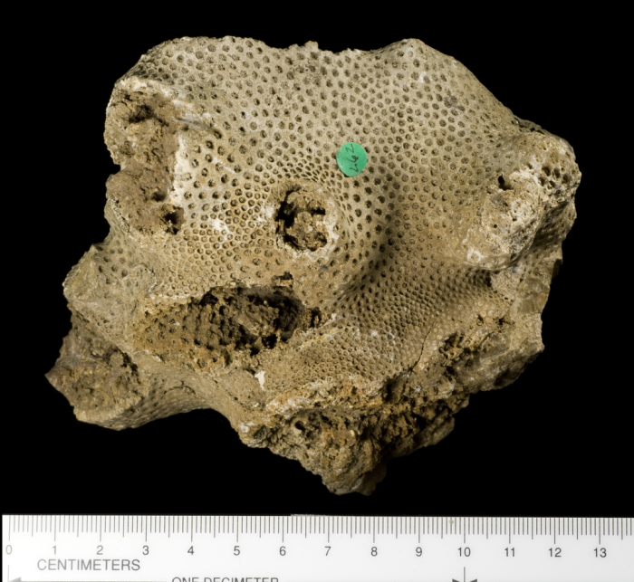 syntype of Haimesastraea conferta Vaughan syntype of Haimesastraea conferta Vaughan