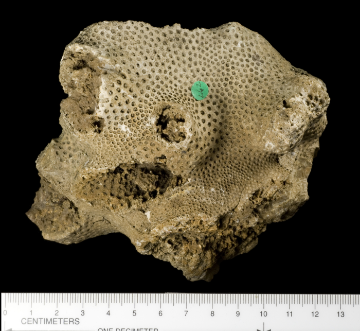 syntype of Haimesastraea conferta Vaughan