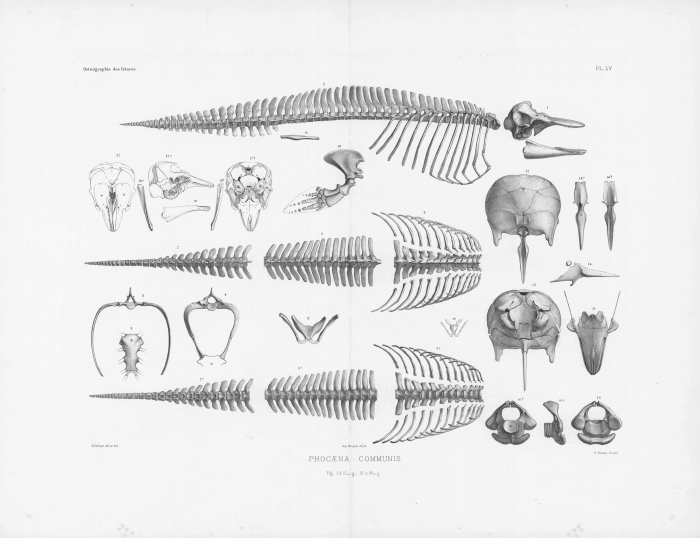 Van Beneden & Gervais (1880, pl. 55) Van Beneden & Gervais (1880, pl. 55)