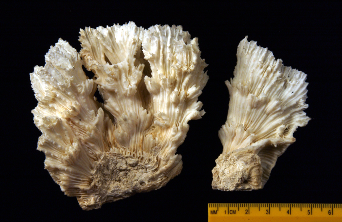 Syntype of Phyllastraea tubifex Dana Syntype of Phyllastraea tubifex Dana