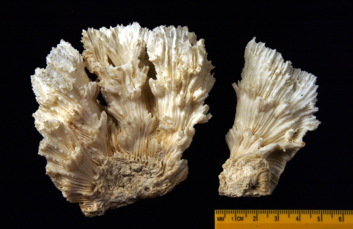 Syntype of Phyllastraea tubifex Dana