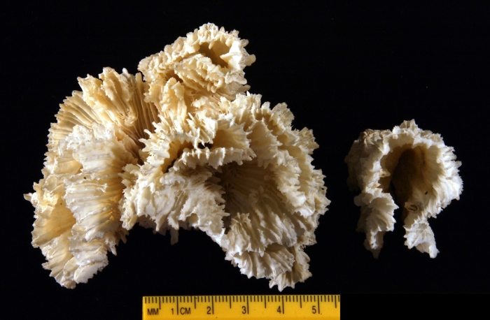 Syntype of Phyllastraea tubifex Dana Syntype of Phyllastraea tubifex Dana