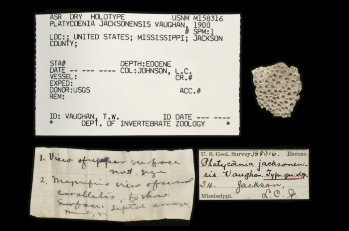 holotype of Platycoenia jacksonensis Vaughan