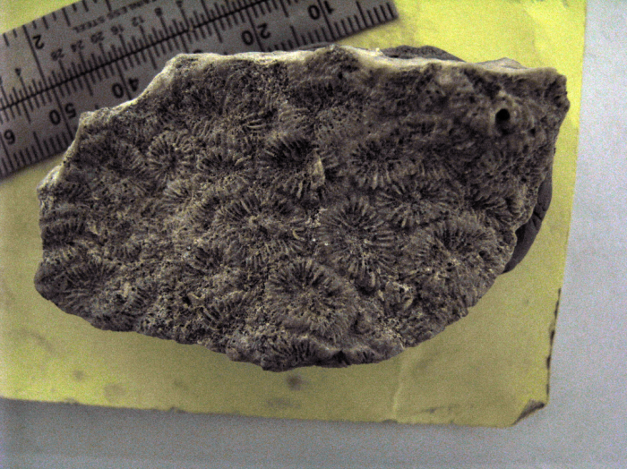 holotype of Favia circumscripta Michelotti holotype of Favia circumscripta Michelotti