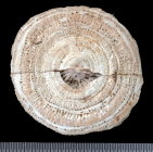 holotype of Indophyllia cylindrica Gerth