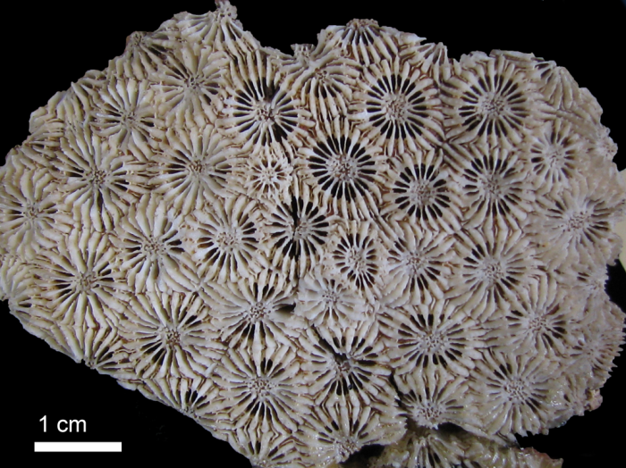 holotype of Astrea heliopora Lamarck holotype of Astrea heliopora Lamarck