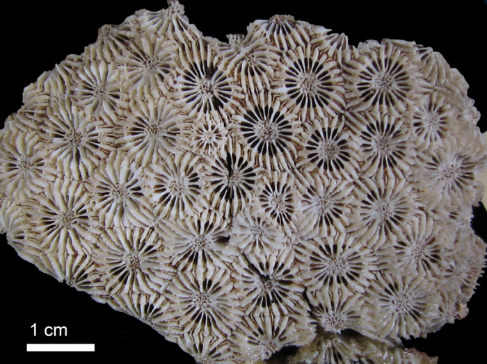 holotype of Astrea heliopora Lamarck