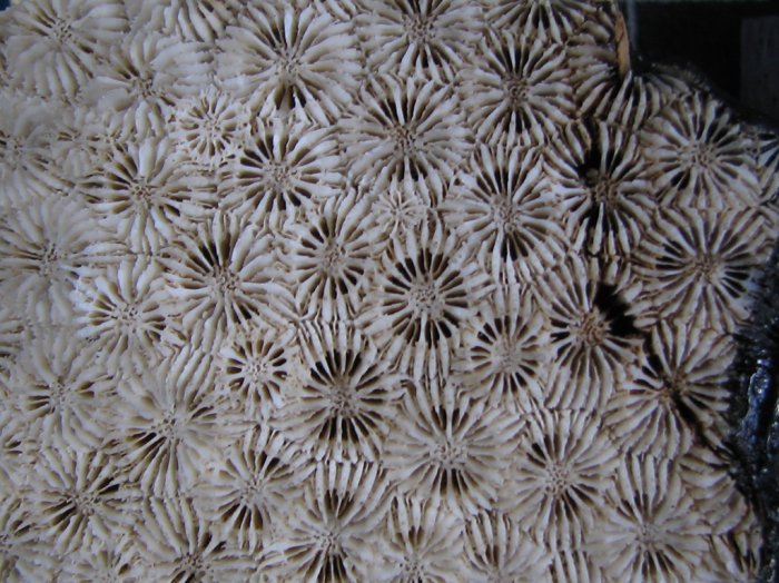 holotype of Astrea heliopora Lamarck holotype of Astrea heliopora Lamarck