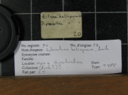 holotype of Astrea heliopora Lamarck