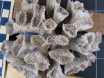 Syntype of Dasyphyllia echinulata Milne Edwards & Haime