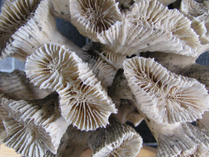 Syntype of Dasyphyllia echinulata Milne Edwards & Haime Syntype of Dasyphyllia echinulata Milne Edwards & Haime