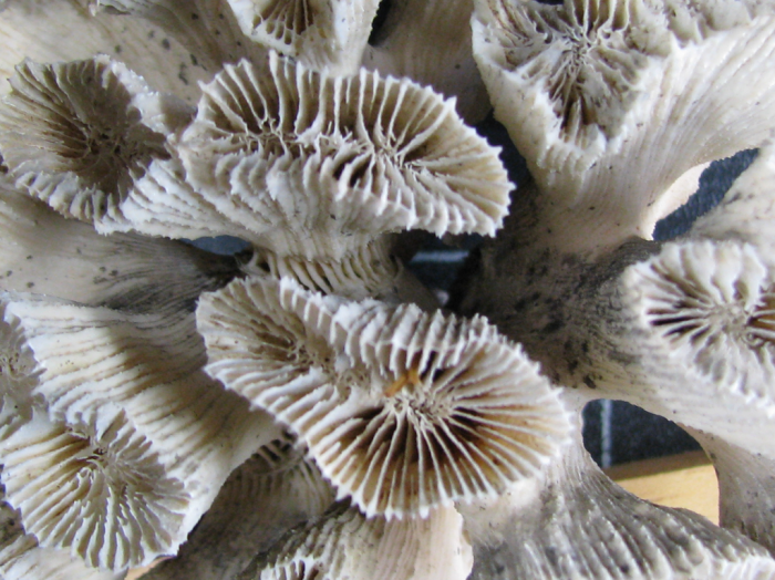 Syntype of Dasyphyllia echinulata Milne Edwards & Haime Syntype of Dasyphyllia echinulata Milne Edwards & Haime