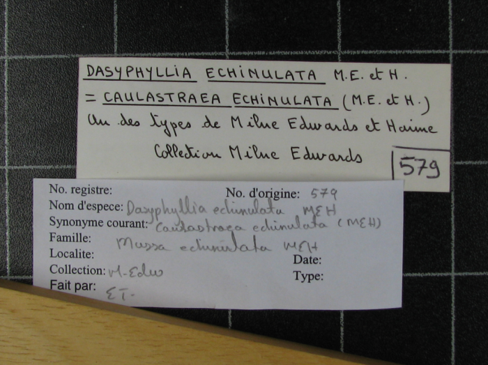 Syntype of Dasyphyllia echinulata Milne Edwards & Haime