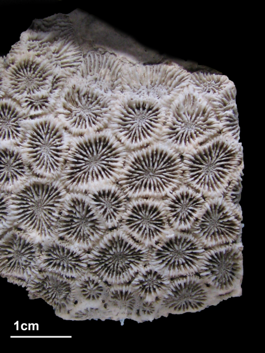 holotype of Phymastrea valenciennesii Milne Edwards & Haime holotype of Phymastrea valenciennesii Milne Edwards & Haime