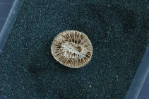 Syntype of Indosmilia rembangensis Gerth