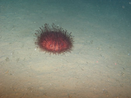 Echinothurioid on seabed Echinothurioid on seabed