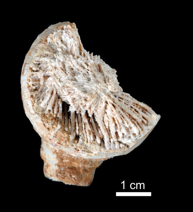 Syntype of Indosmilia rembangensis Gerth