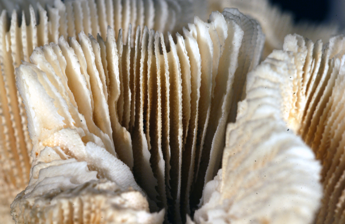 Syntype of Manicina amarantum Dana Syntype of Manicina amarantum Dana