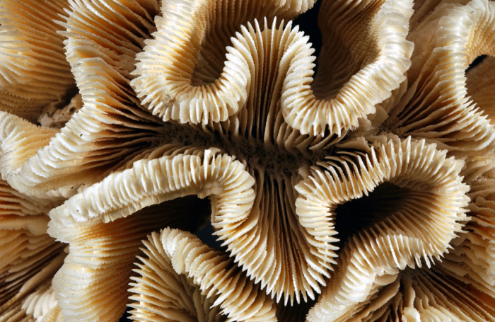 Syntype of Manicina amarantum Dana Syntype of Manicina amarantum Dana
