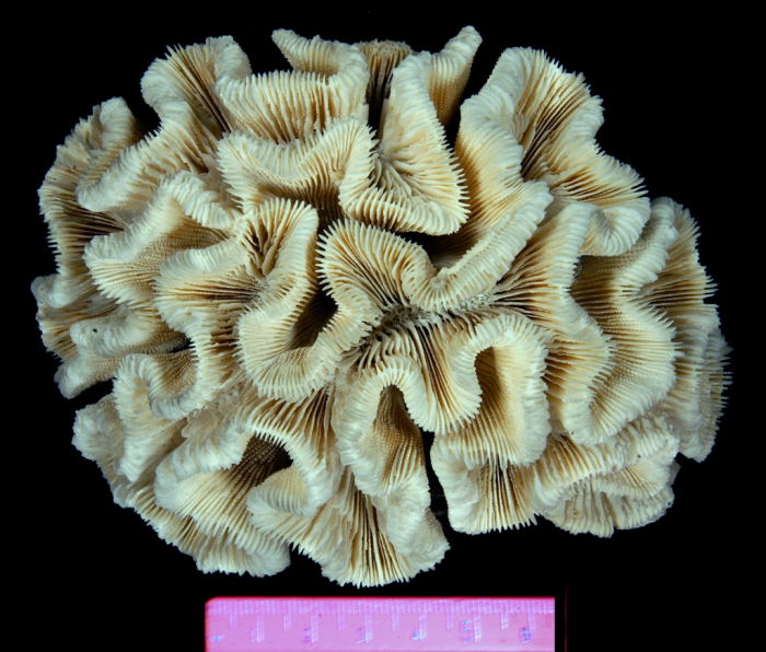 Syntype of Manicina amarantum Dana Syntype of Manicina amarantum Dana
