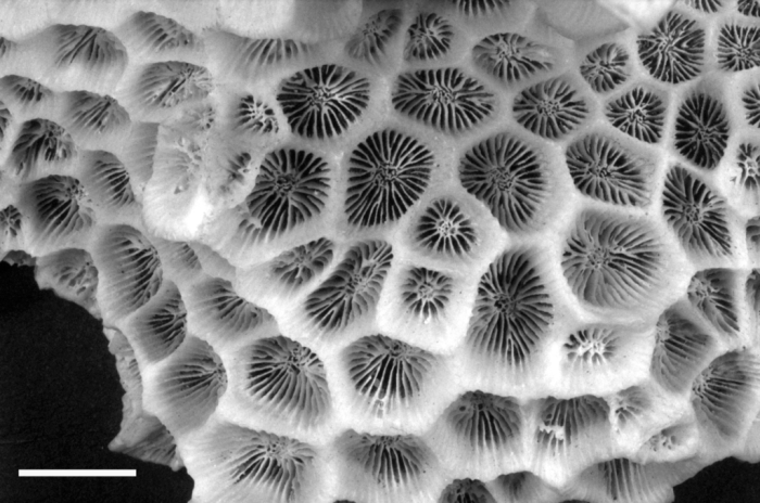 Holotype of Madrepora abdita Ellis & Solander Holotype of Madrepora abdita Ellis & Solander