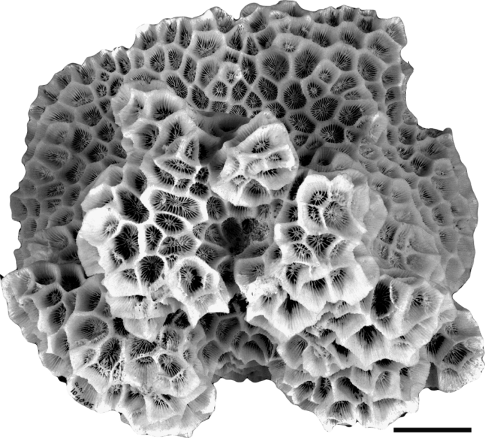 Holotype of Madrepora abdita Ellis & Solander Holotype of Madrepora abdita Ellis & Solander