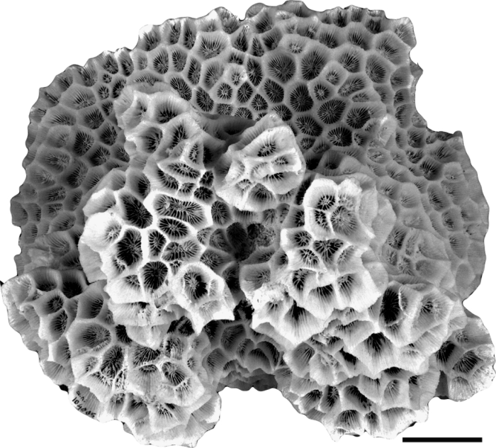 Holotype of Madrepora abdita Ellis & Solander