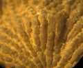 Lectotype of Crateroseris fungiformis, type-species of Crateroseris