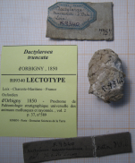 Lectotype of Dactylaraea truncata type species of the genus