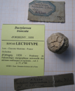 Lectotype of Dactylaraea truncata type species of the genus