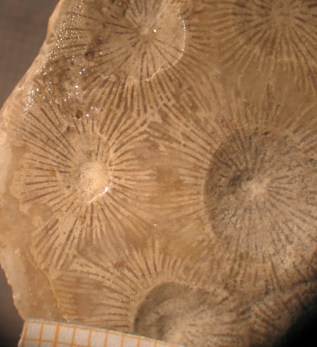 Lectotype of the type species of Dermosastraea Lectotype of the type species of Dermosastraea