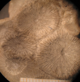 Anthozoa