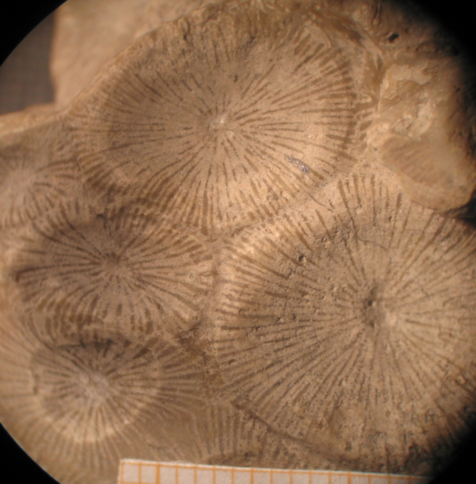 Lectotype of the type species of Dermosastraea Lectotype of the type species of Dermosastraea
