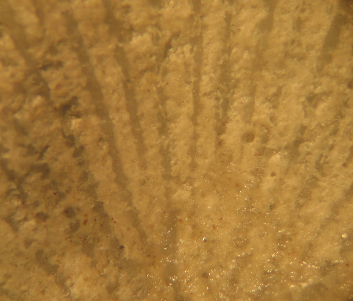 Lectotype of the type species of Dermosastraea Lectotype of the type species of Dermosastraea