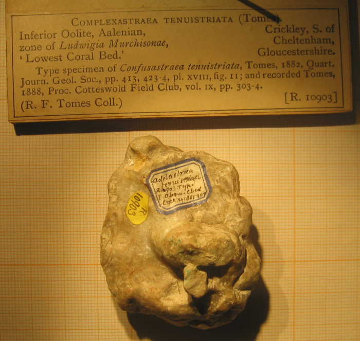Lectotype of the type species of Dermosastraea Lectotype of the type species of Dermosastraea