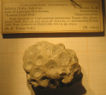 Lectotype of the type species of Dermosastraea