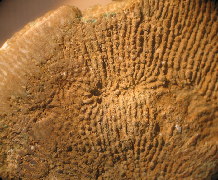 Syntype of Dimorphoseris oolitica type species of the genus Syntype of Dimorphoseris oolitica type species of the genus